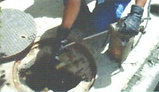 Foto de Desentupidora e Dedetizadora Castelão - Bom Retiro por Jaqueline Lima em 17/06/2011