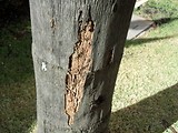 Foto de Desentupidora Júpiter por Apontador+ em 28/07/2011