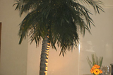 Foto de Haro´s Buffet por Alexandre em 28/10/2011
