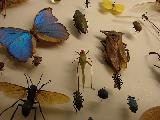 Foto de Museu de Zoologia por Paula Donegan em 13/04/2011