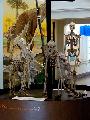 Foto de Museu de Zoologia por Paula Donegan em 13/04/2011